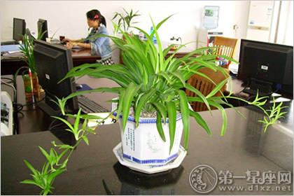 办公室植物风水首选哪些吉利