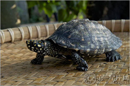 乌龟 乌龟