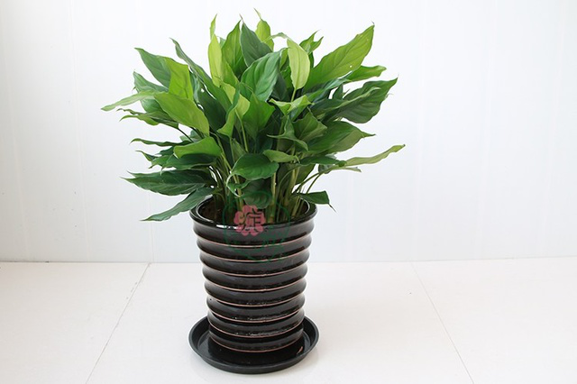 办公桌盆栽如何摆放风水好