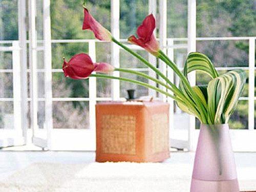 如何选择正确的水培植物有利于办公室的风水