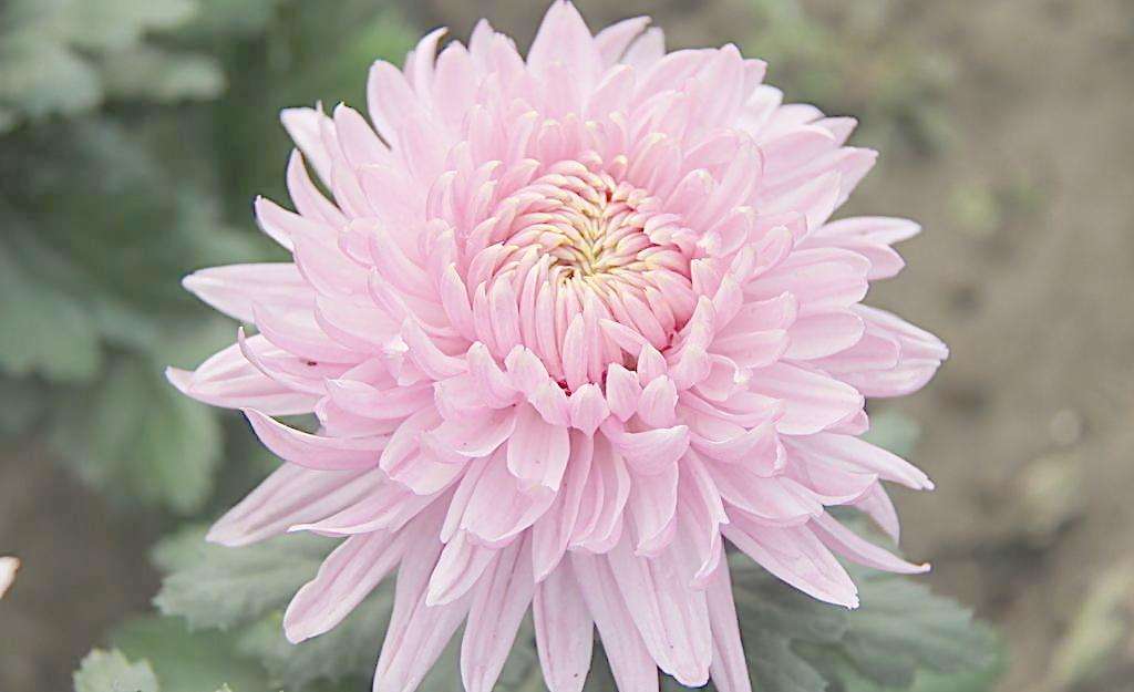 菊花放在办公室风水好不好