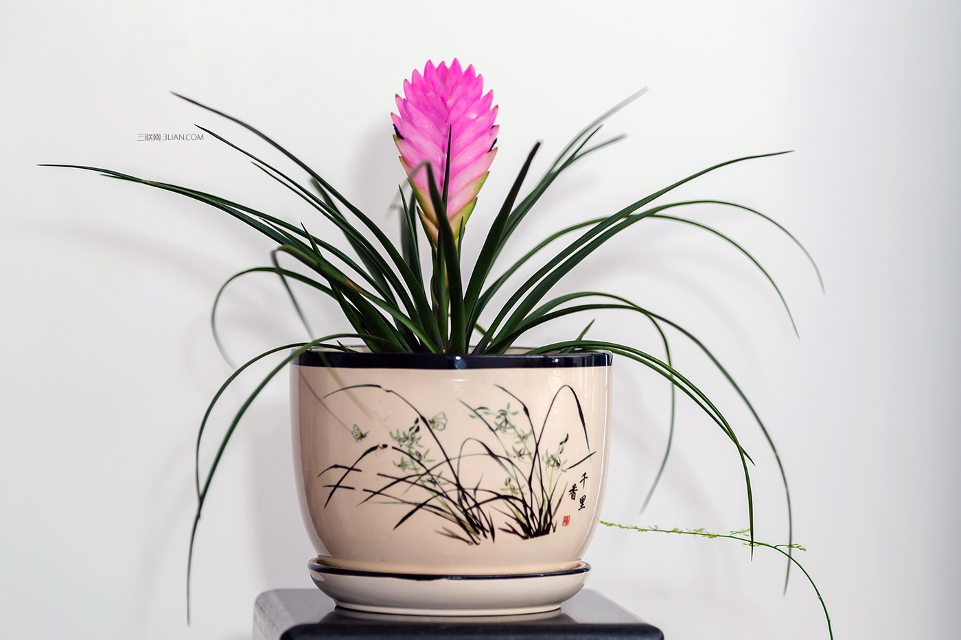 十二生肖在办公室适合养殖什么花