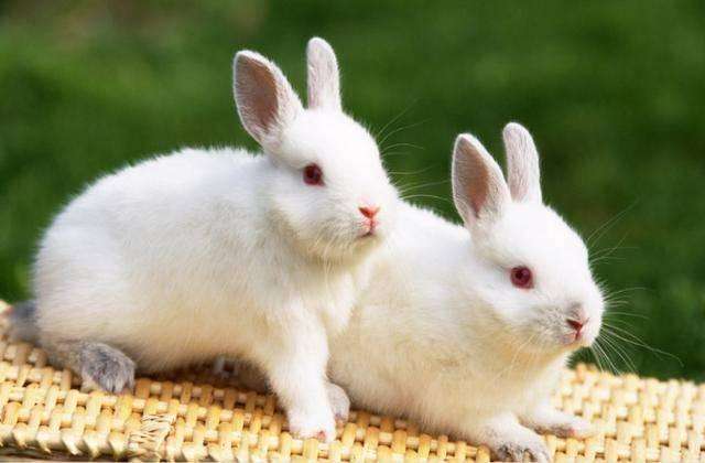 生肖兔在2019年办公室风水朝向