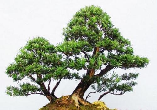 办公室的风水植物如何摆放才是正确的