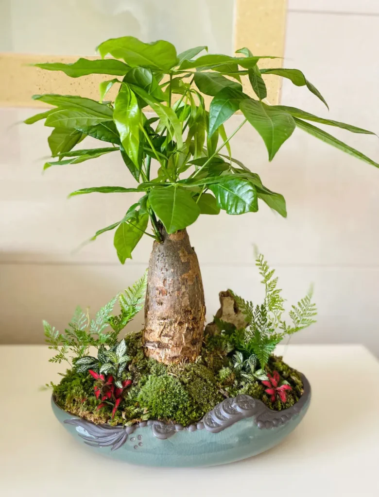 店面发财树怎么摆财运好?能够招财纳宝