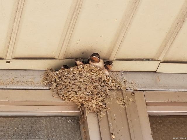 燕子在家里搭窝可以拆掉吗？