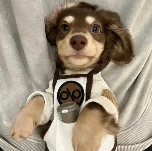 养狗也有风水知识，爱狗人士必看