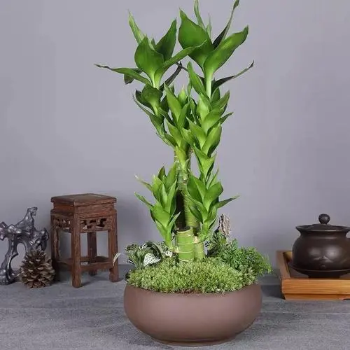 可给你带来富贵吉祥的风水植物——富贵竹