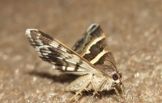 家里飞蛾突然增多，会发生不吉之事吗？