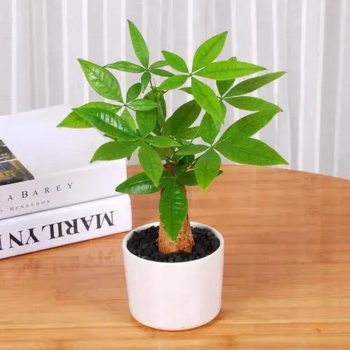 在客厅摆放植物有哪些风水讲究