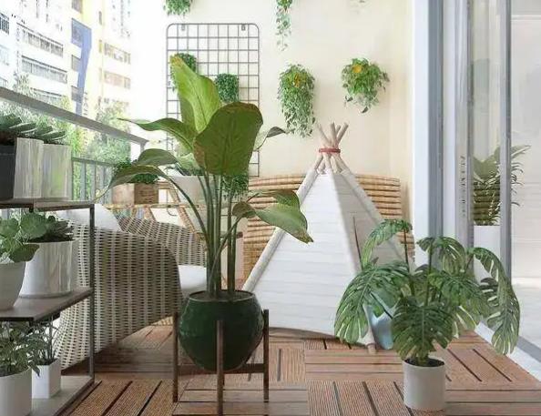 你所不知的家居植物摆放风水禁忌