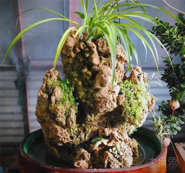 五大书房植物摆放风水