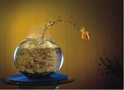 公司如何养鱼才会有利于风水？