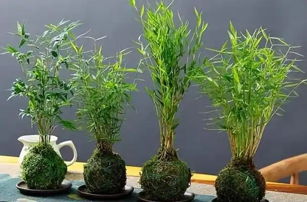 家居如何用绿植招财