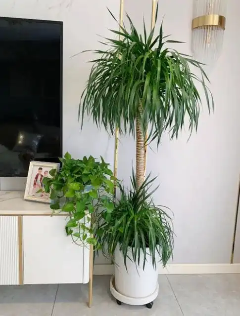 龙血树风水作用