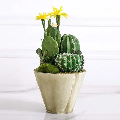 挡住小人的风水秘方：摆放仙人掌，护身防恶运