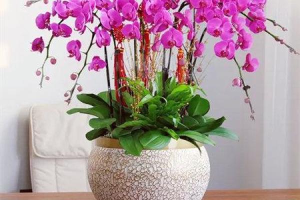 客厅花卉巧选择蝴蝶兰等带来家庭幸福与财运