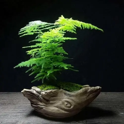 文竹的风水功效及摆放技巧