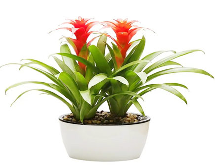 养花居家讲究忌讳多