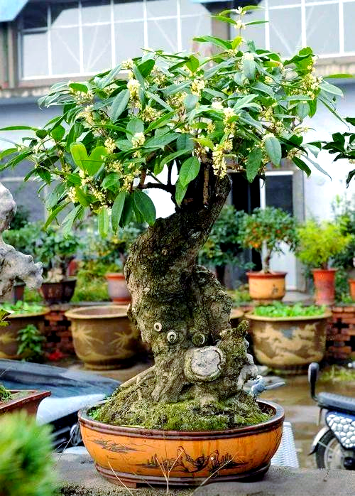 家居风水之阳台风水植物