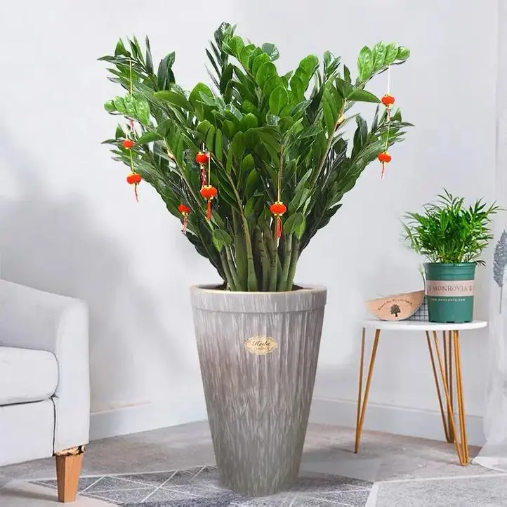 办公室绿植魅力多富贵竹、金钱树、绿萝旺运又好养