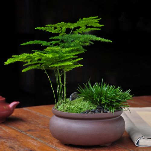 办公桌适合放什么植物，风水好吊兰招财进宝