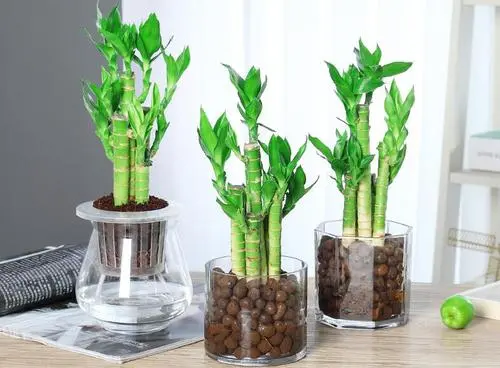 阳台有这3种植物，相当于把财神请进家！