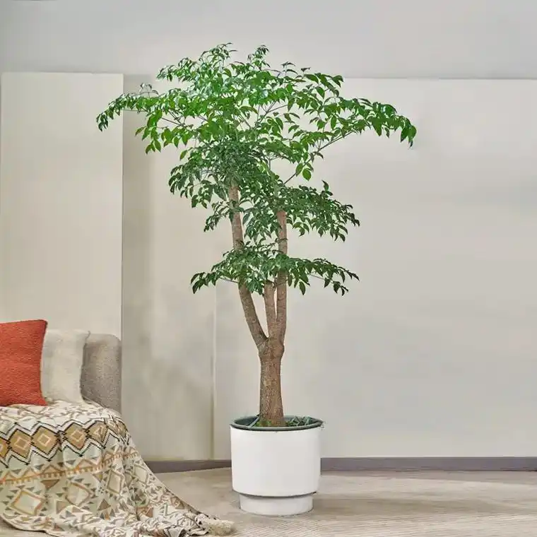 幸福树适合在室内养吗 幸福树摆放风水禁忌