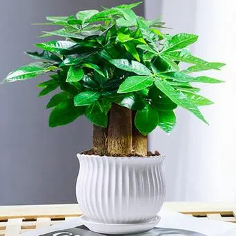 招财树摆放法：生气位与对角位助你旺财！