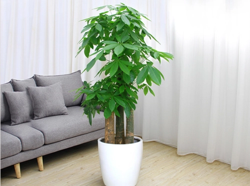 串钱藤等四种植物独特魅力、美好寓意与实用功效大揭秘