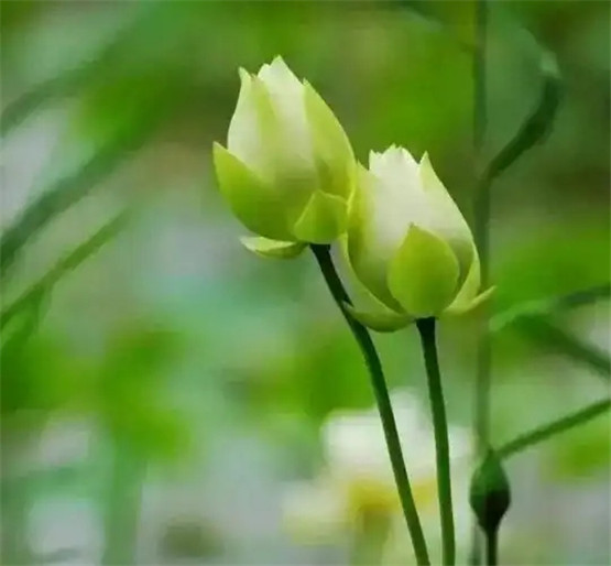阴宅风水望坟断口诀（凶坟篇）